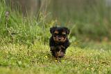 YORKSHIRE TERRIER 606